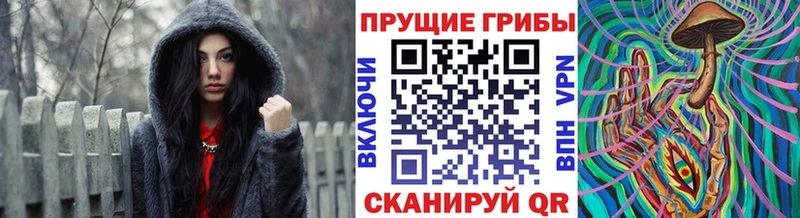 хочу Гудермес Псилоцибиновые грибы Psilocybe